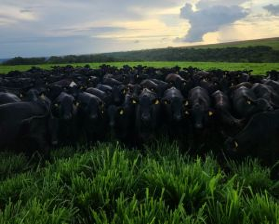 Pesquisa indica que brasileiros não pretendem parar de consumir carne bovina